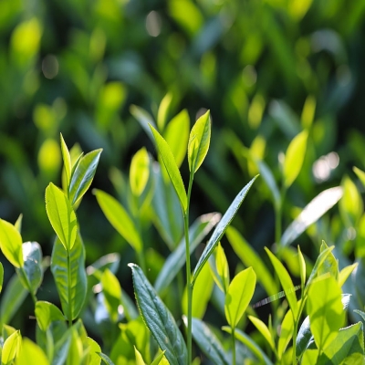 Ⅰ.茶提取物基礎知識【上篇】